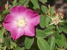 <i>R. aciphylla</i> rose photo