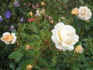 Desert Island rose photo