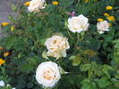 Desert Island rose photo
