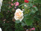 Desert Island rose photo