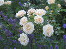 Desert Island rose photo