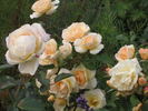 Desert Island rose photo