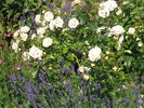 Desert Island rose photo