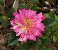 Double Treat rose photo