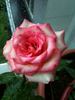 New Duet rose photo