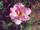Krause Macrantha rose photo