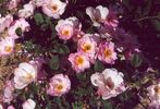 Krause Macrantha rose photo