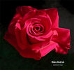 Blake Hedrick rose photo