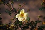 <i>Rosa xanthina</i> 'Allard' rose photo