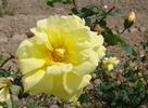 <i>Rosa xanthina</i> 'Allard' rose photo