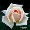 City of Gloucester rose photo