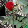Aabd rose photo