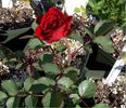 Aabd rose photo