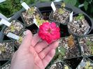 Aabd rose photo