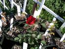 Aabd rose photo