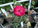 Aabd rose photo