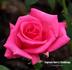 Captain Harry Stebbings rose photo