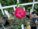 Aabd rose photo