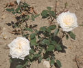 Edmond Deshayes rose photo