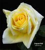 Duftgold ® rose photo