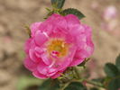 <i>Rosa rubiginosa</i> dimorphacanta rose photo