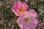 <I>Rosa rubrifolia</i> pyrenaica rose photo
