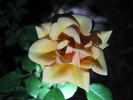 Hopscotch rose photo