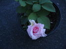 Dream Time rose photo