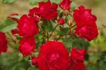 Red Spot ® rose photo