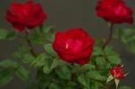 Red Spot ® rose photo