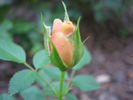 Hopscotch rose photo