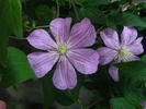 Comtesse de Bouchaud clematis photo