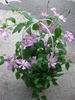 Comtesse de Bouchaud clematis photo