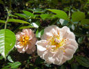 Kiki Rose ® rose photo