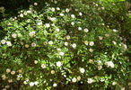 Kiki Rose ® rose photo
