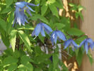 Francis Rivis clematis photo