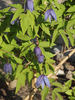 Francis Rivis clematis photo