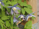 Francis Rivis clematis photo