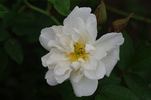 Madame Georges Bruant rose photo