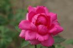 General-Superior Arnold Janssen rose photo