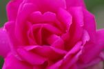General-Superior Arnold Janssen rose photo