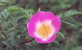 Margheritae rose photo