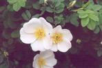<I>Rosa pimpinellifolia</i> 'chlorocarpa' rose photo