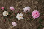 Double Pink rose photo