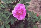 <i>Rosa rugosa monterosa</i> rose photo