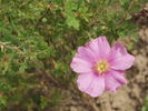 R. stellata rose photo