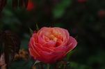 Celeb rose photo