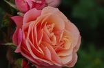 Celeb rose photo