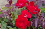 Stadt Eltville rose photo