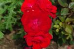 Stadt Eltville rose photo